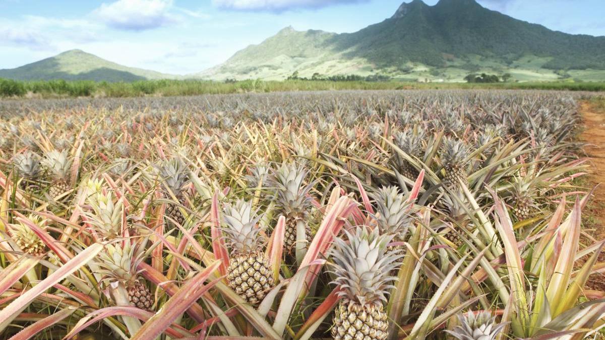 oras romania ananas plantat 1700 avrig sibiu