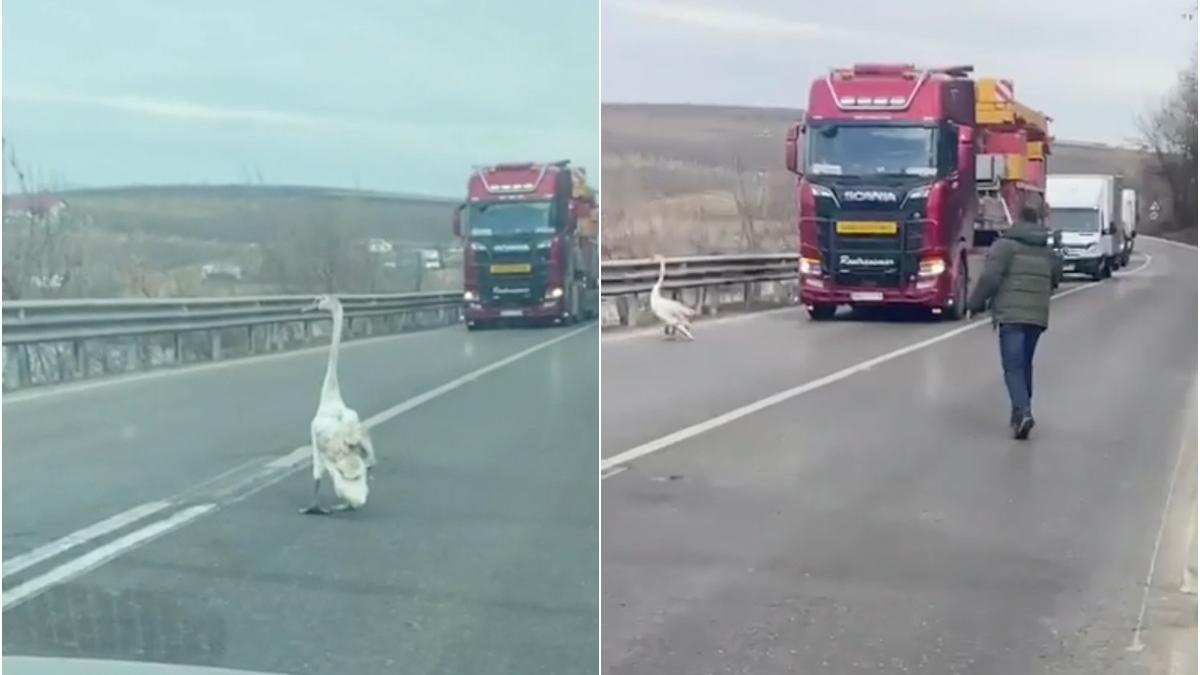 O lebădă a reușit să blocheze un drum european Cum au reacționat șoferii