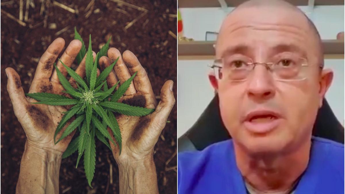dezbateri deputati canabis medical legalizat romania