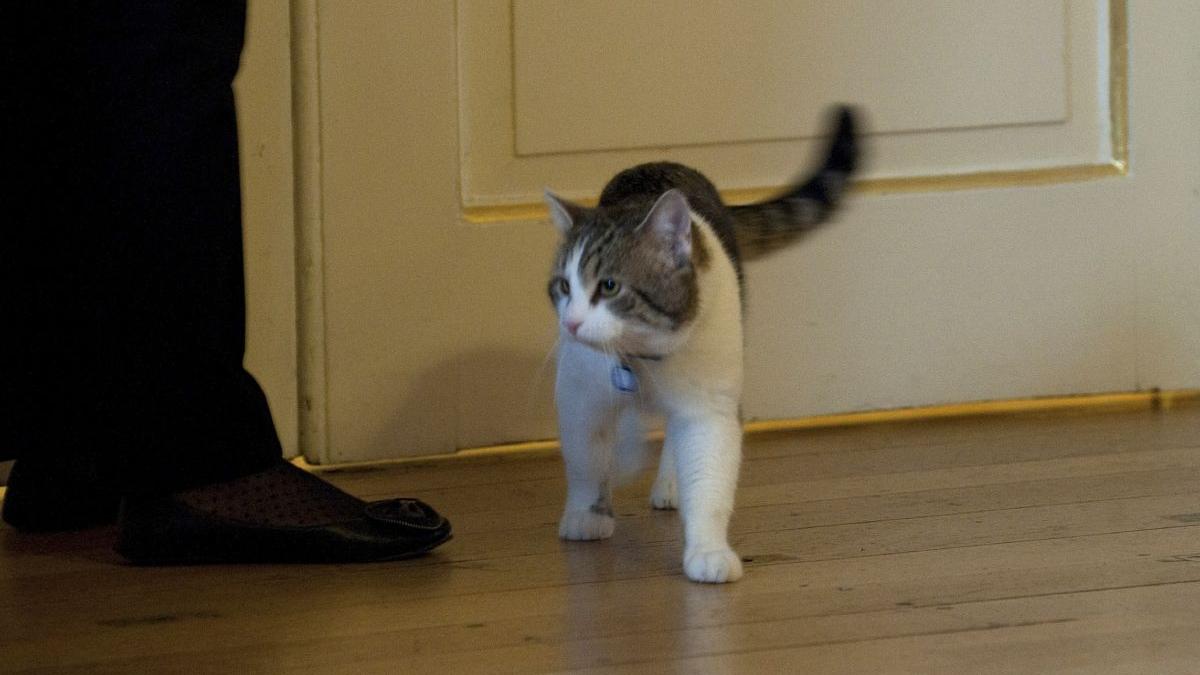 femeie abrud crezut pisica in casa atacata barbat