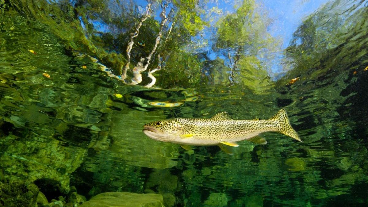 focar septicemie hemoragica virala pastravarie neautorizata sibiu cantitati mari peste distruse