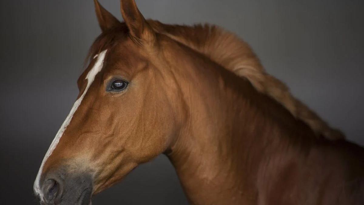 cai abator brasov autorizatie carne italia