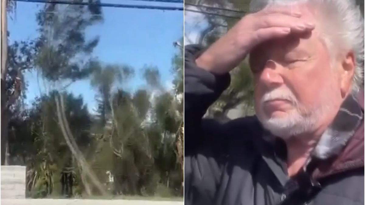 copac cazut direct televizor california