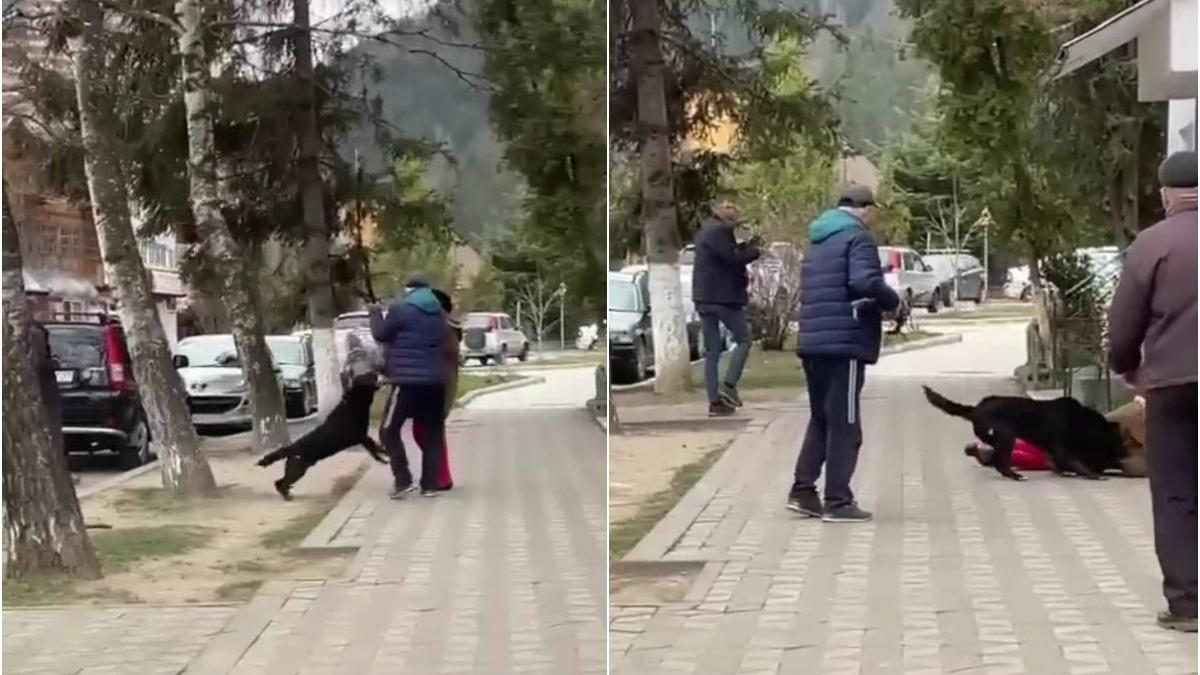 batrana atacata caine strada nehoiu buzau