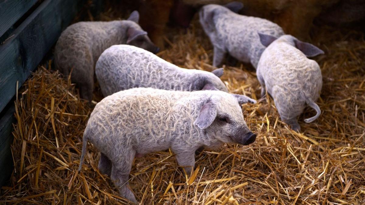 bani de la stat fermieri romani porci bazna mangalita