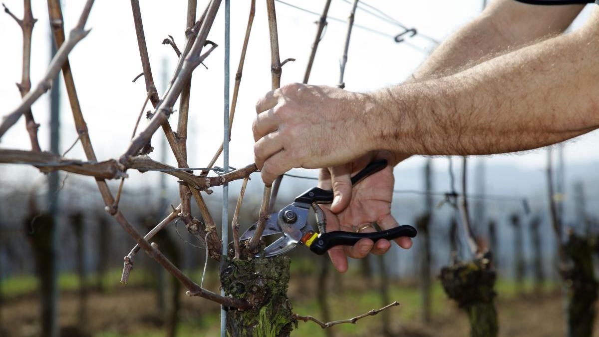taierea vitei de vie dezmusuroitul copcitul productie struguri