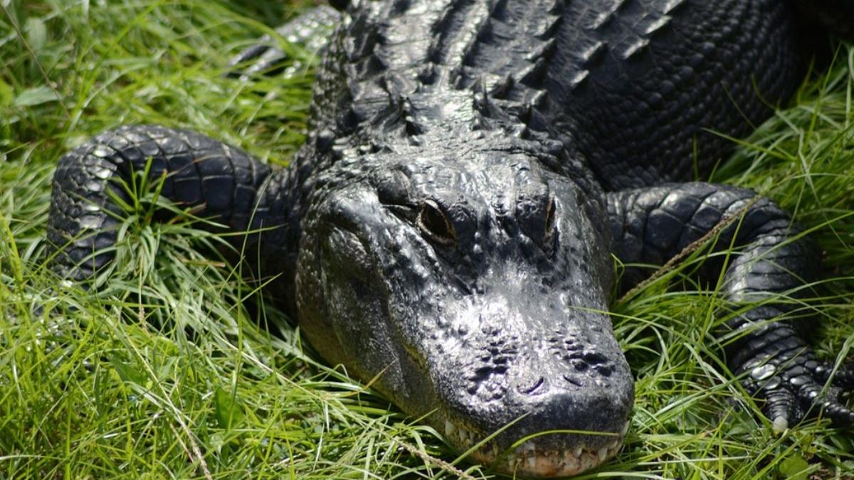 florida barbat muscat de aligator