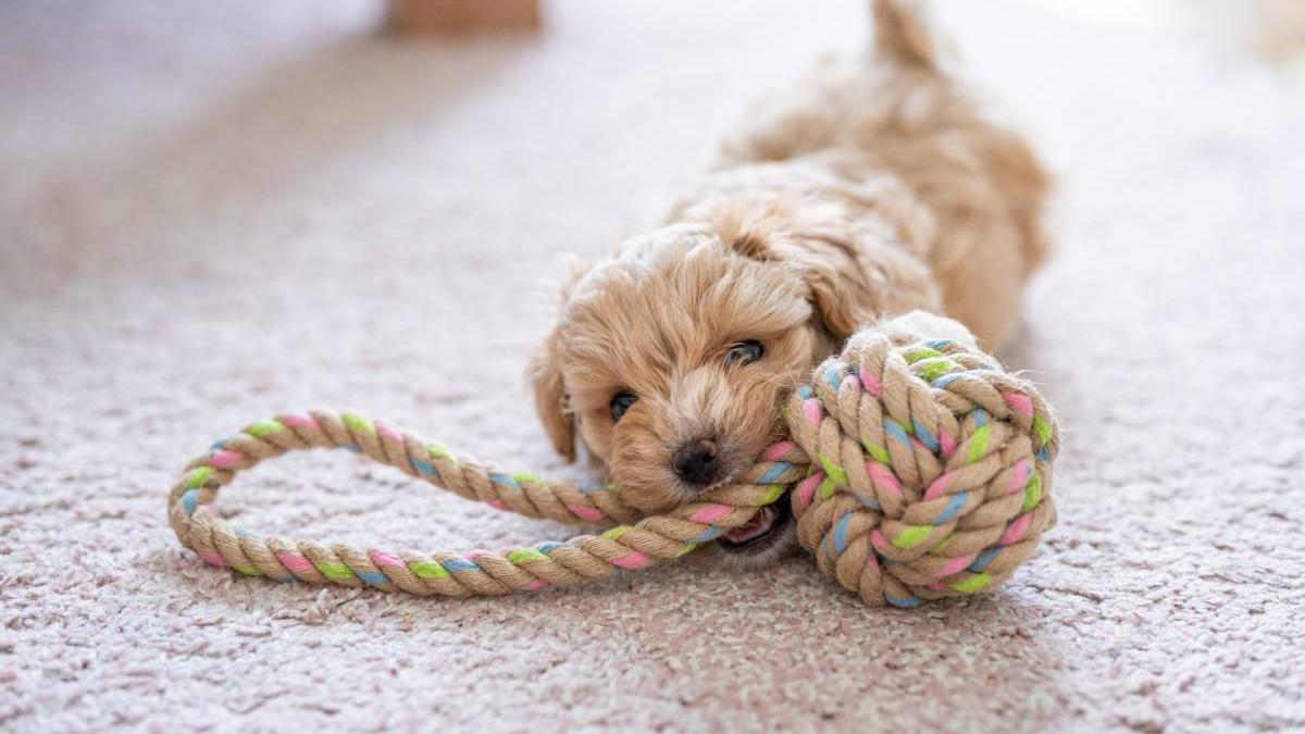 romanca platit 1100 euro pentru caine rasa a primit altceva