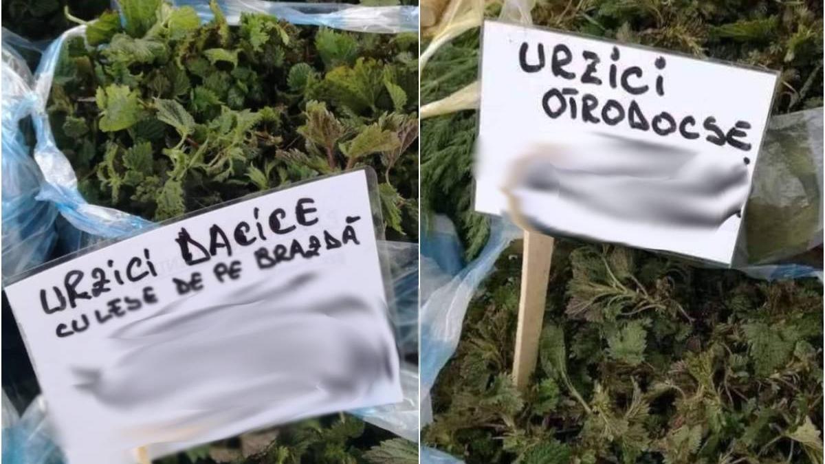 urzici dacice urzici ortodoxe piete romani pret