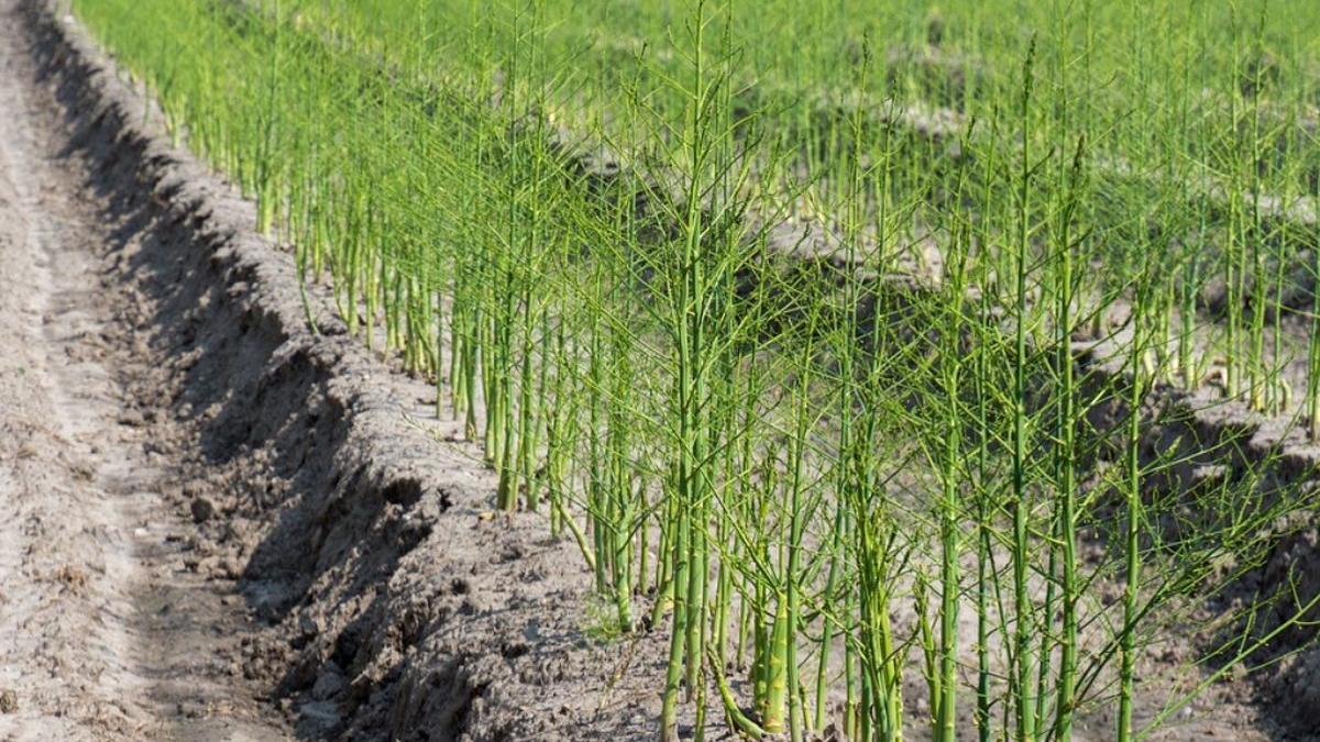 accident muncitor roman camp sparanghel germania