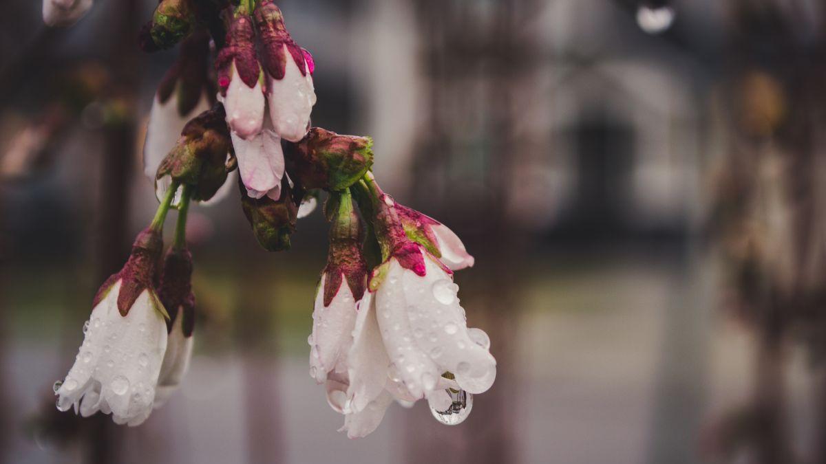 prognoza meteo vremea alina serban