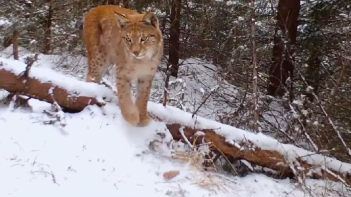 ras felina europa muntii fagaras