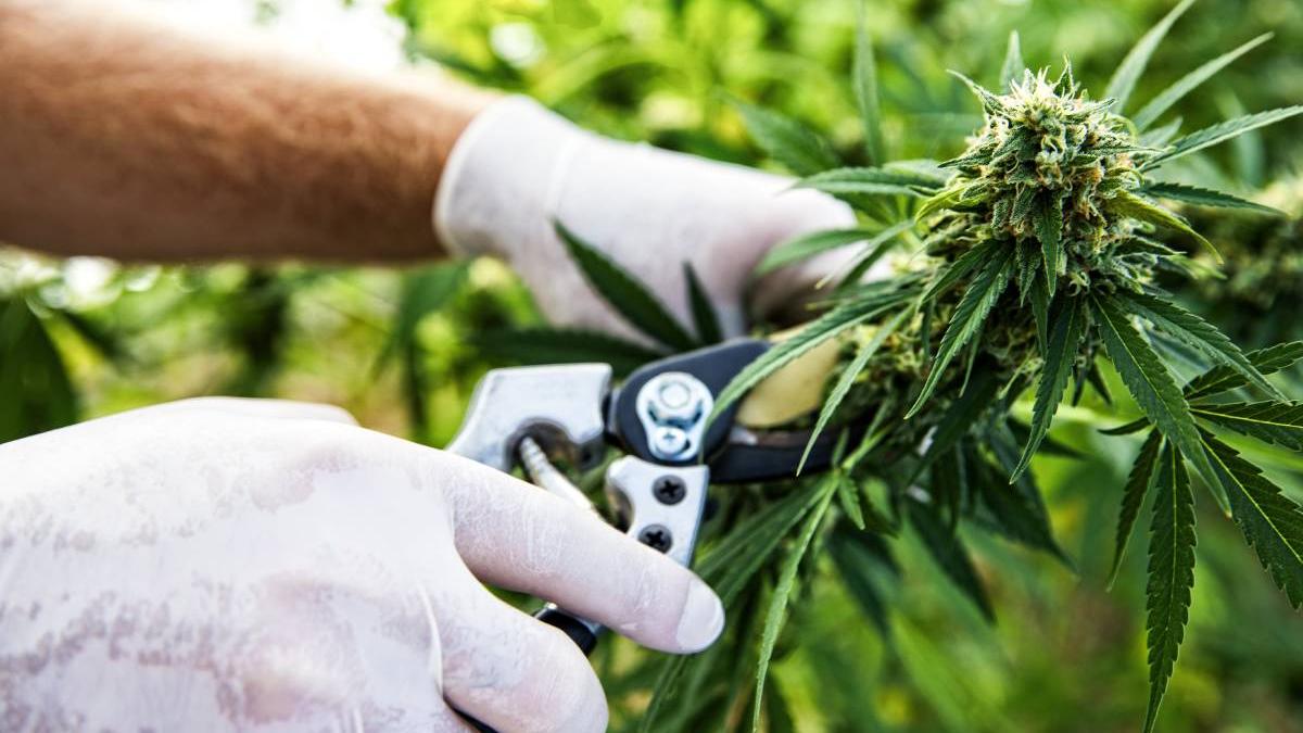 germania vrea legalizare canabis se pot cumpara 30 grame uz personal