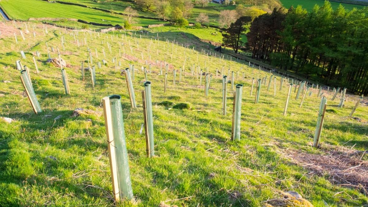 semnat primul contract impadurire finantat pnrr tanczos barna