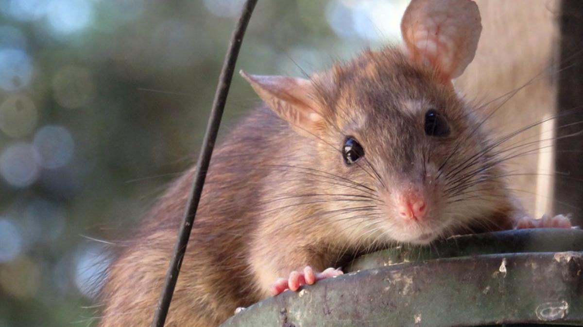 restaurant murdar descoperit ultimii 15 ani