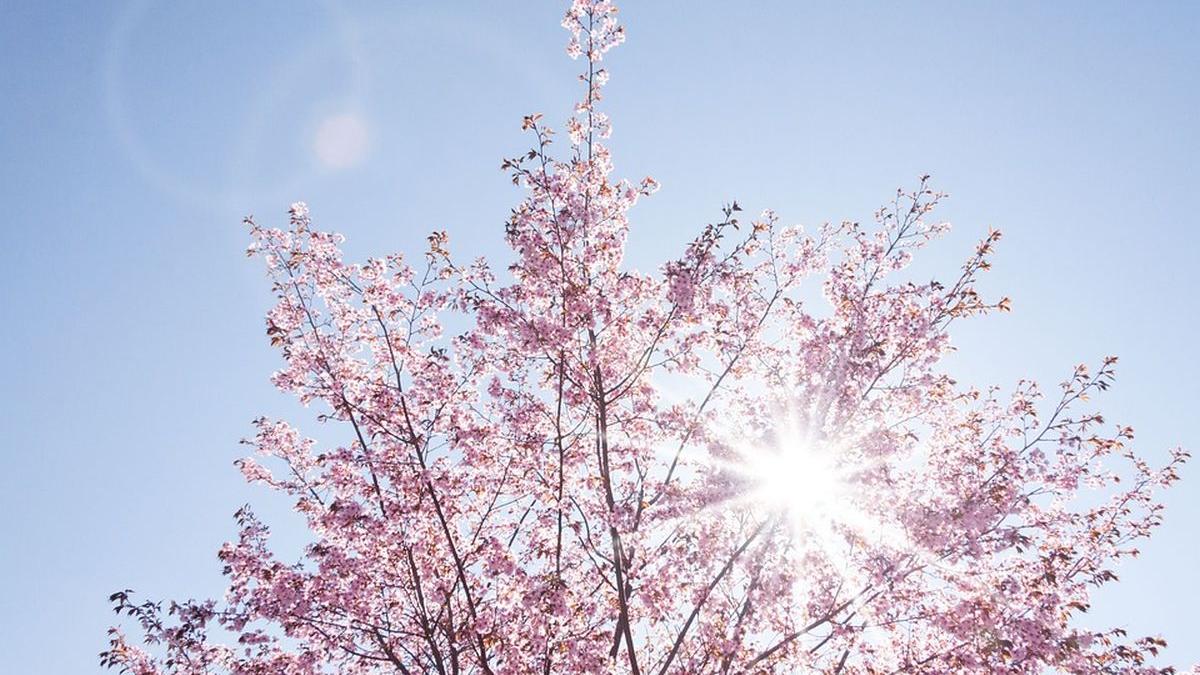 temperaturi record tara 24 grade