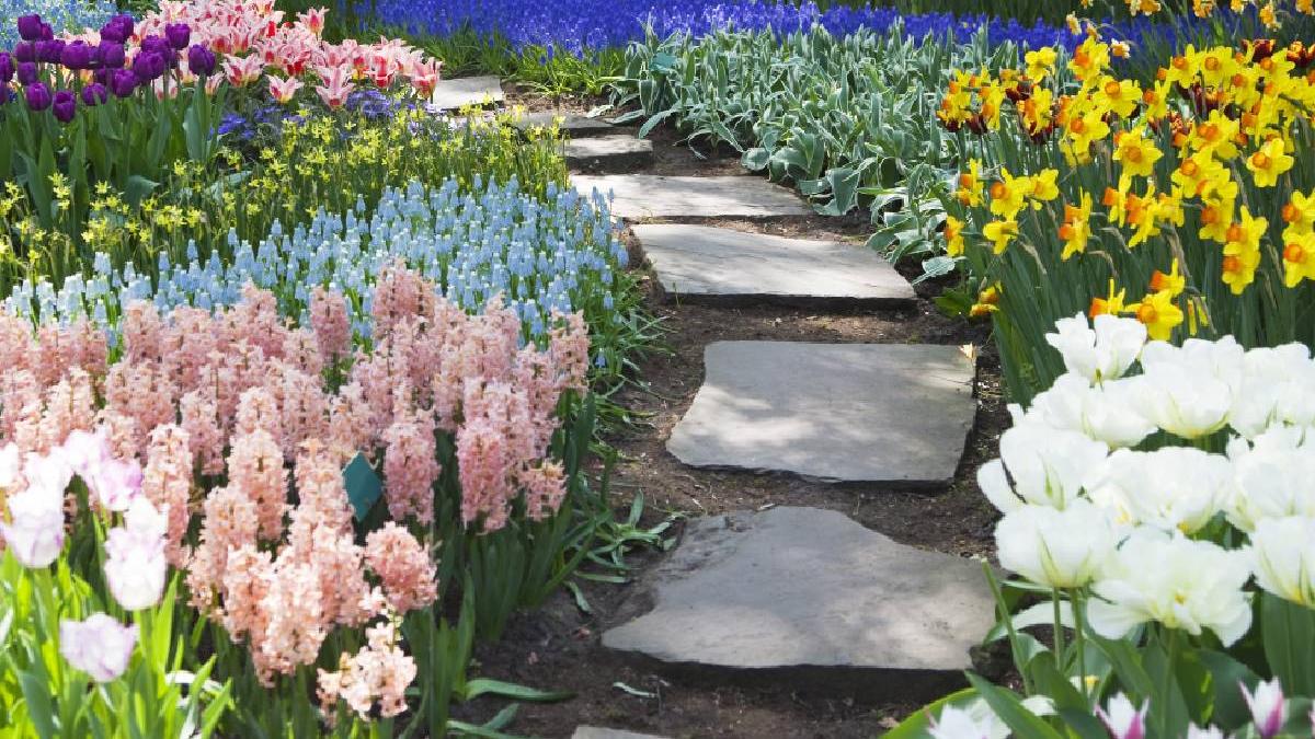 floare rupta amenda usturatore romani lalea pestrita