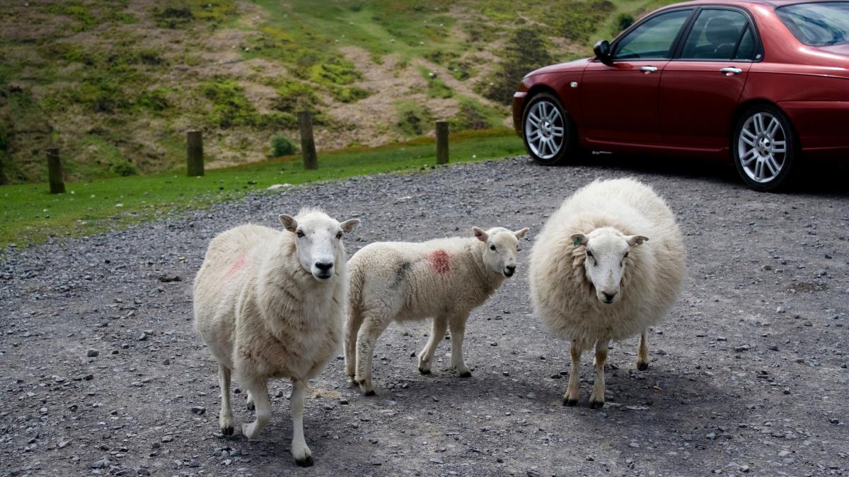 romani prinsi belgia oi furate masina