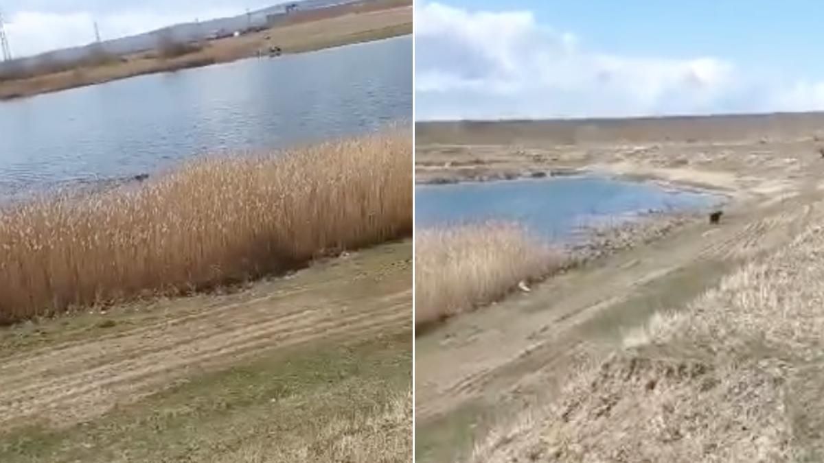 imagini rare pui urs coborat padure baie lac sascut bacau