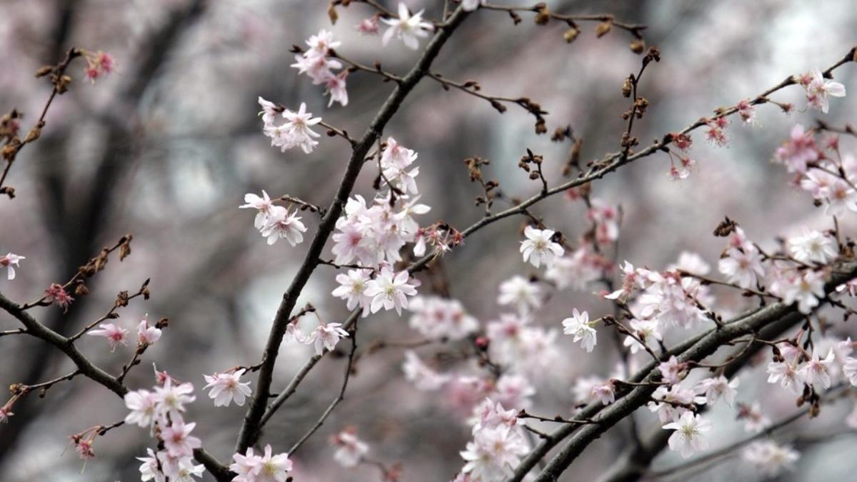 primaria piatra neamt taie pomii fructiferi oras fructele pateaza aleile