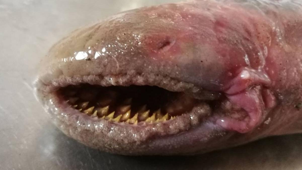 creatura bizara plaja olanda suge sange