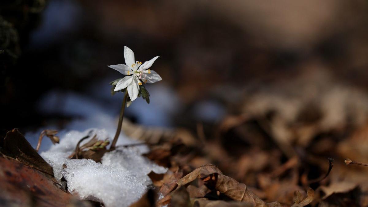 prognoza meteo vremea alina serban