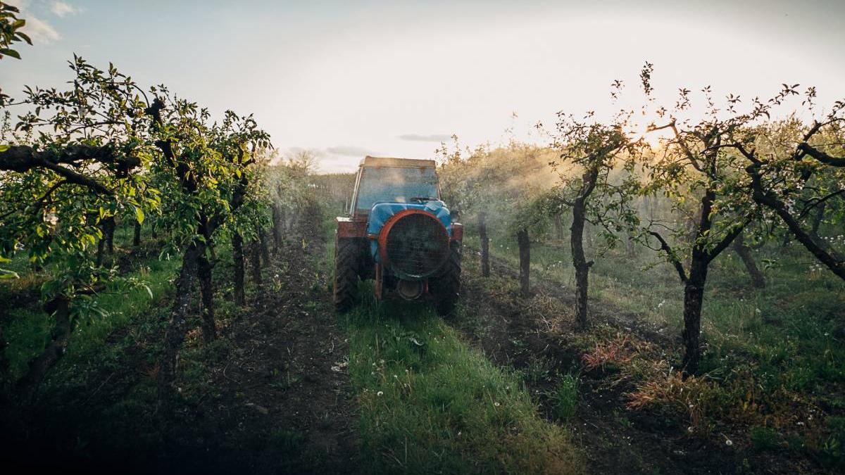 temperaturi extreme afecteaza culturile pomii fructiferi recolte compromise