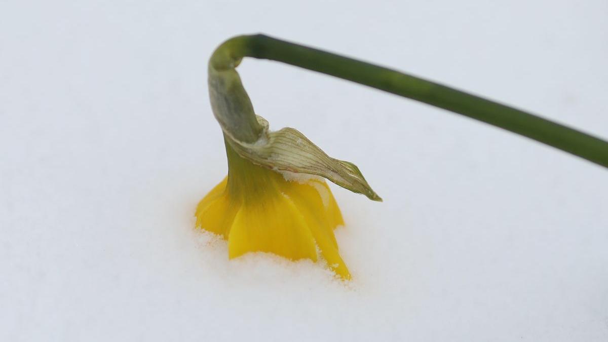 florinela georgescu prognoza meteo vremea