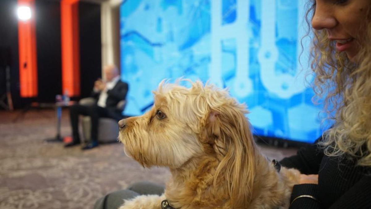 solutii problema caini fara stapan romania inteligenta