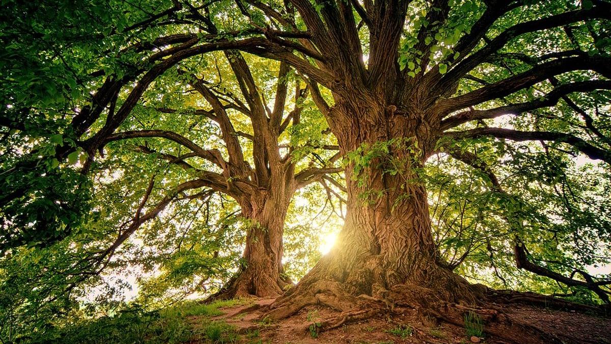 copaci care nu vor mai fi taiati lege adoptata parlament