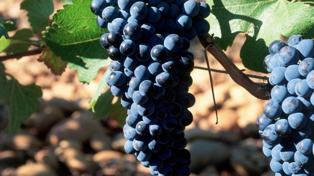 fungicid nou combatere fainare putregai vita de vie