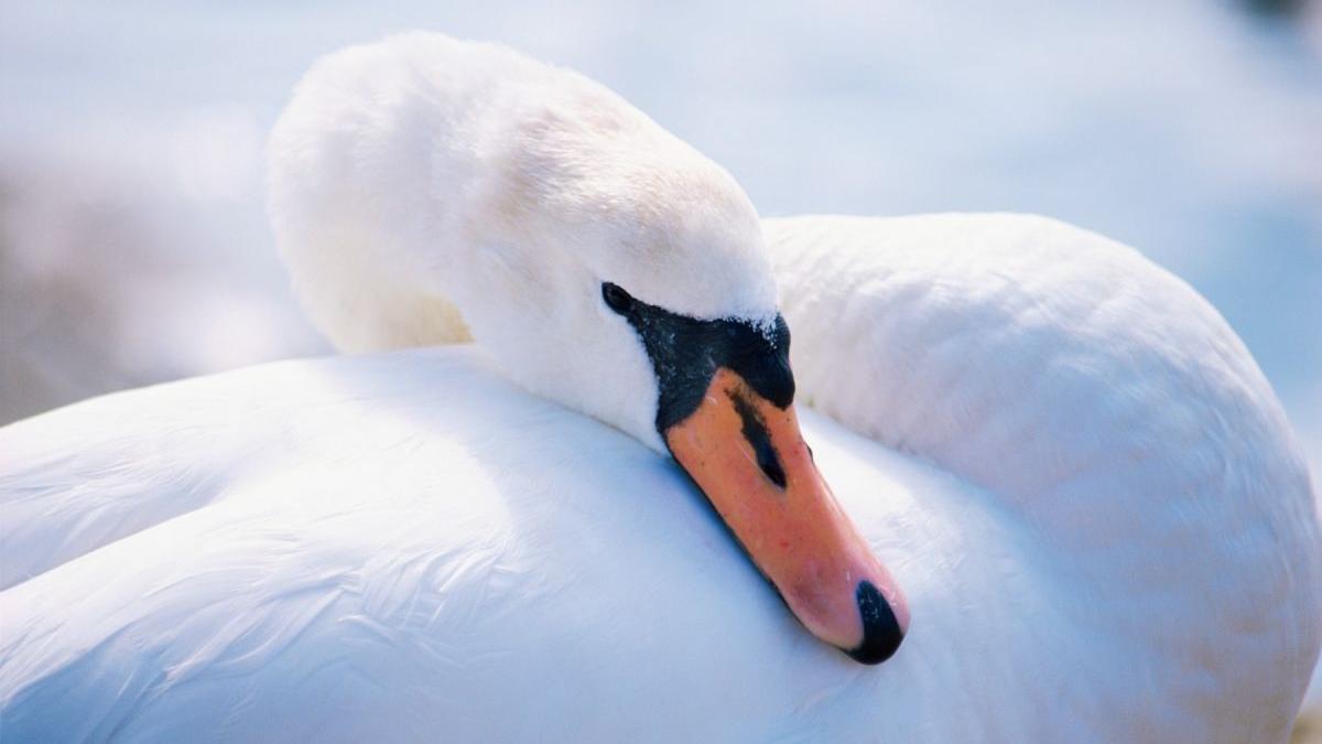 pasare simbol targu jiu atacata pietre tineri