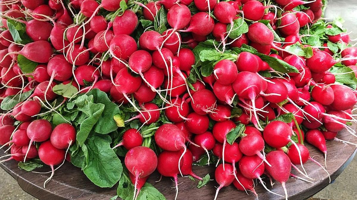 pericol ridichi afectare sanatate