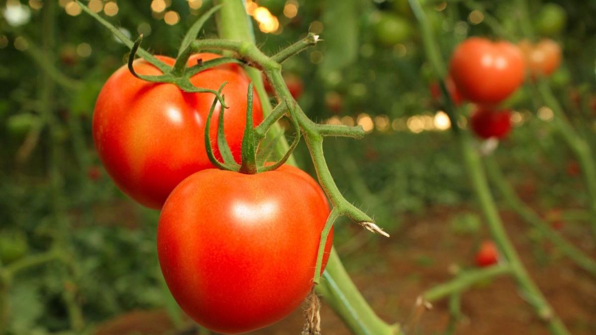 solarii rosii jiana mare producatori pret 25 lei kilogram