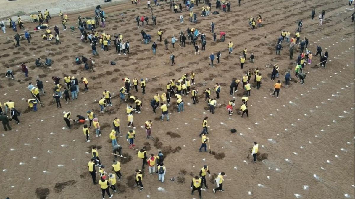 arbori plantati voluntari cernica planteaza in ilfov