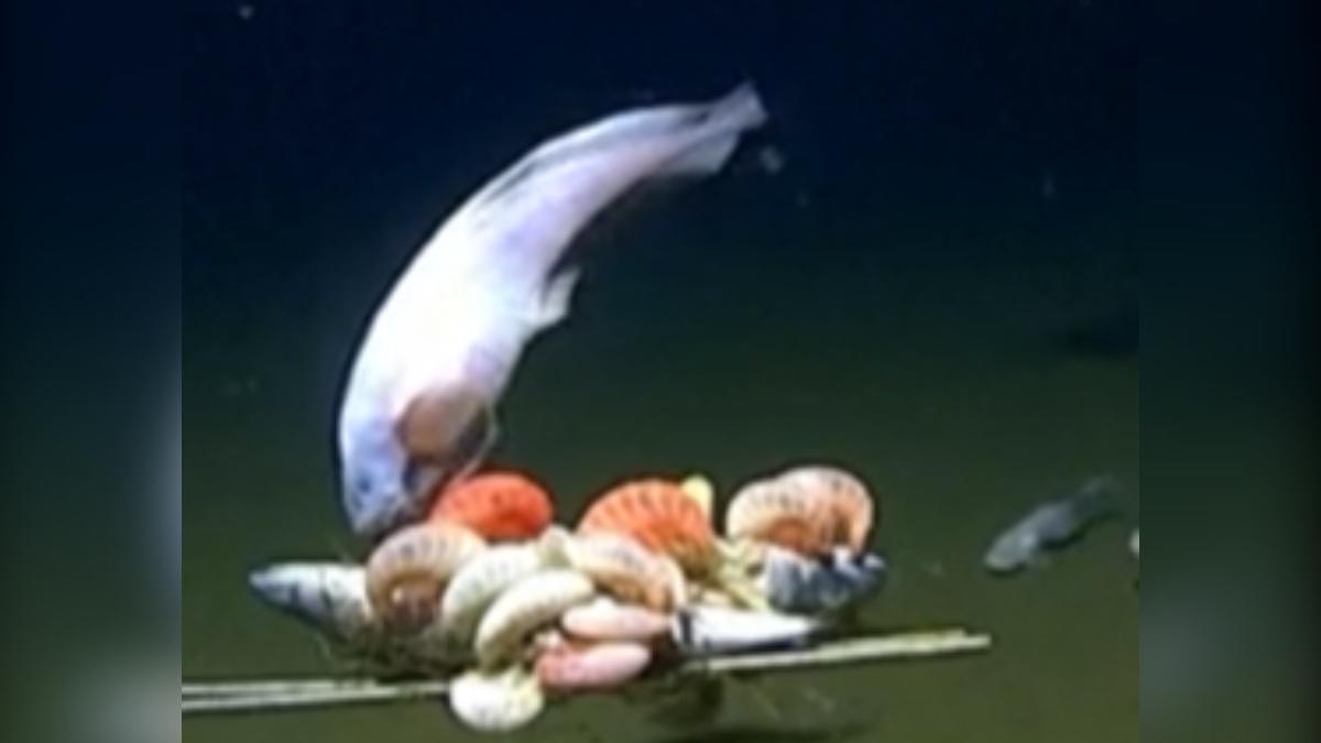 Un pește a fost filmat înotând la adâncimea de peste 8.000 de metri de la suprafața oceanului Pacific