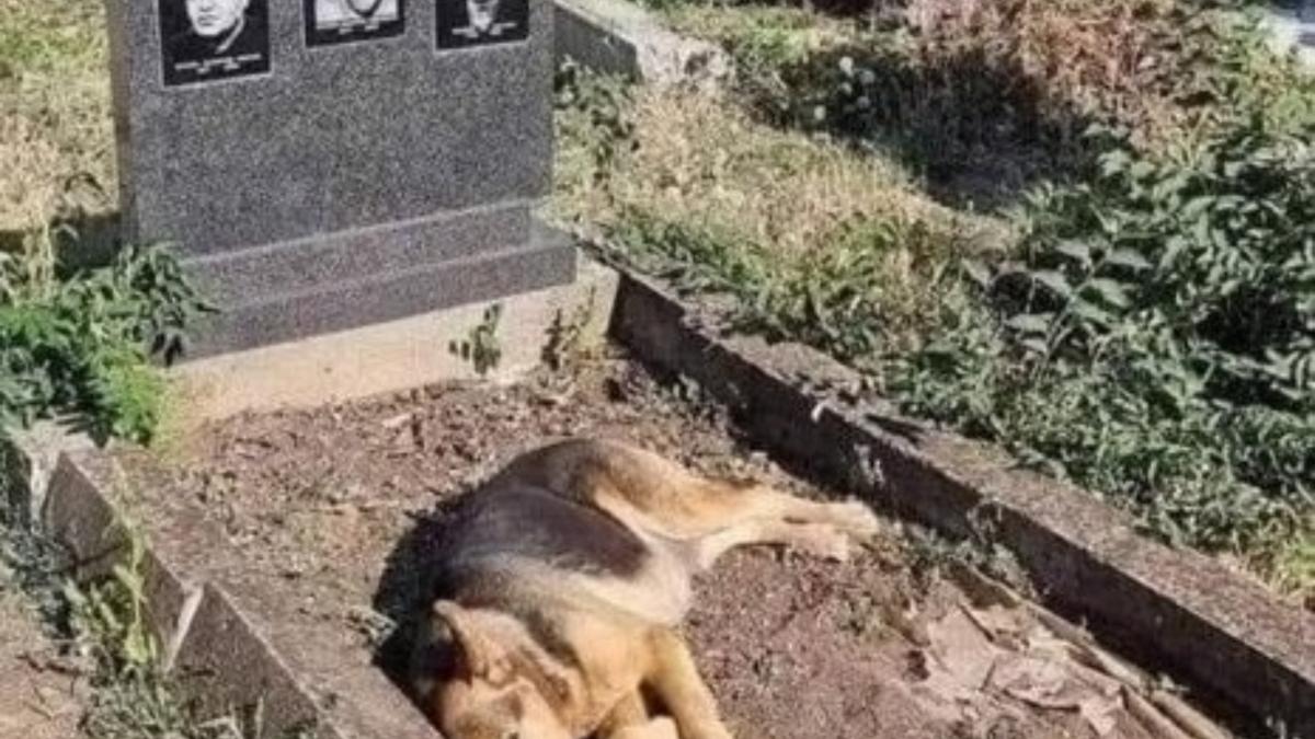caine vine zilnic mormantul stapanilor decedati caine vine zilnic mormantul stapanilor decedati