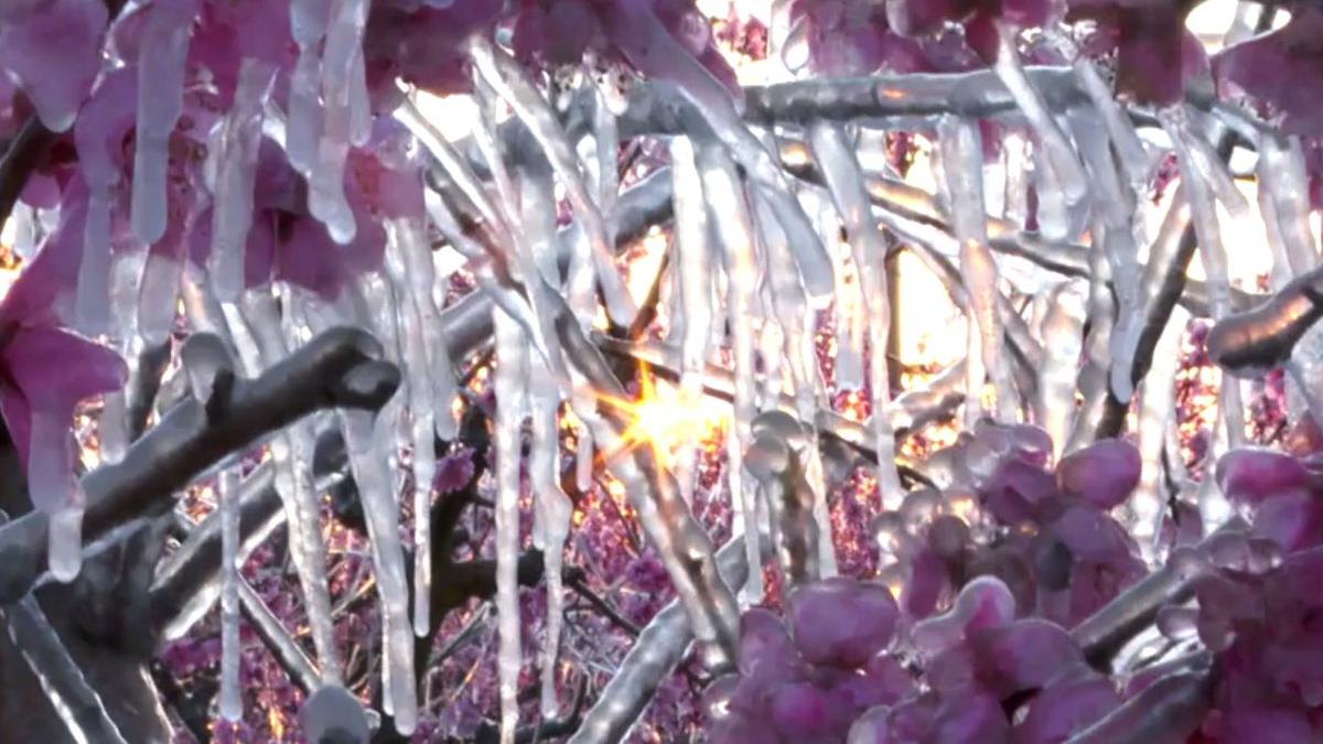 metoda inedita romani pomi inghet temperaturi scazute