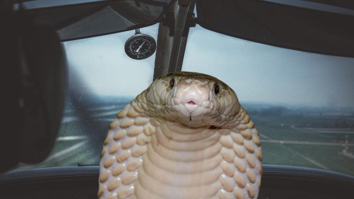 avion aterizat de urgenta in africa de sud dupa ce un sarpe periculos s a strecurat in cabina