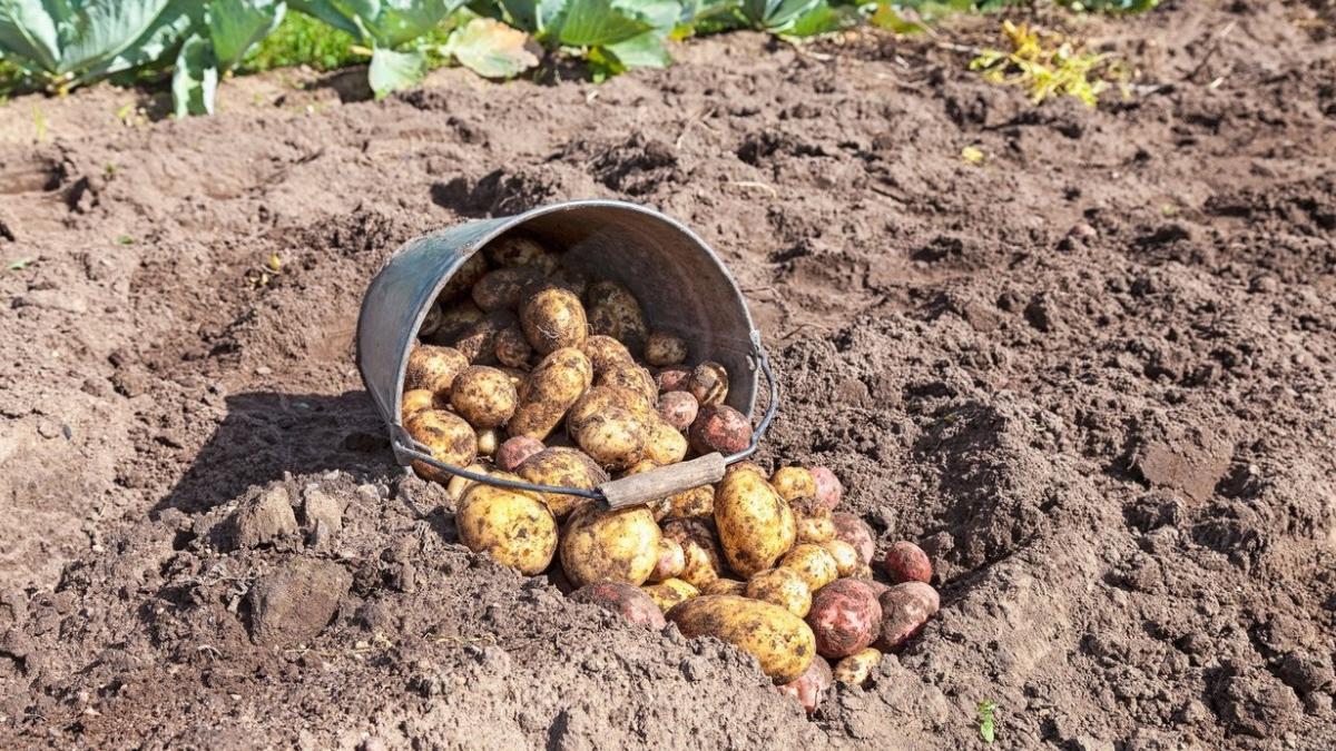 ajutoare 3 milioane euro producatori cartofi anunt ministerul agriculturii