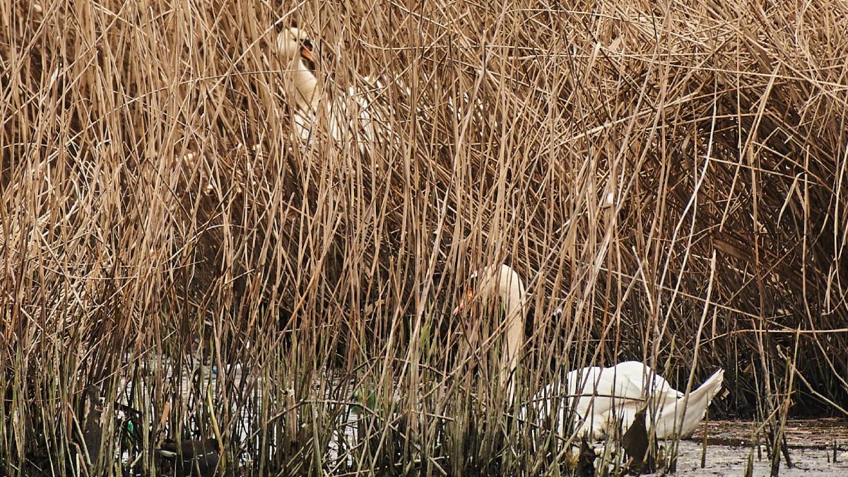 lebede indragostita tica reta din nou impreuna jiu veterinari vindecat mascul