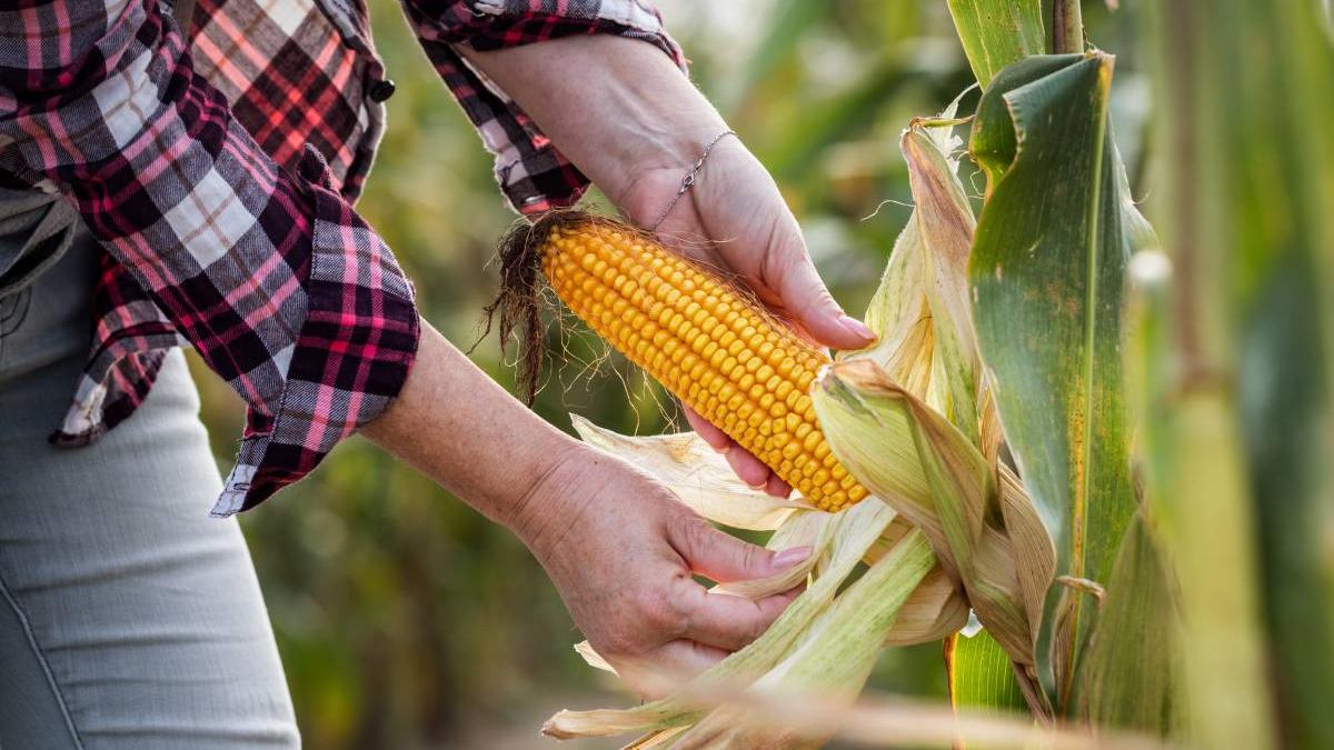 lucratori filipinezi munceasca agricultura romania platiti