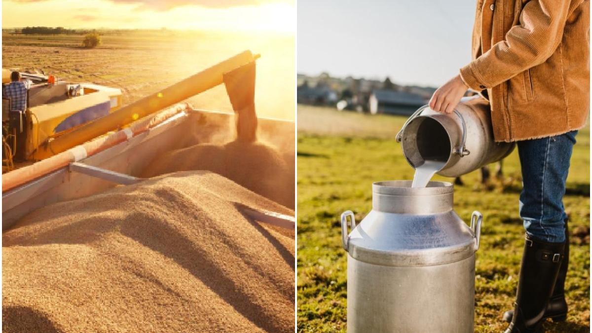 Guvernul anunță scăderea prețului la lapte timp de șase luni, în urma