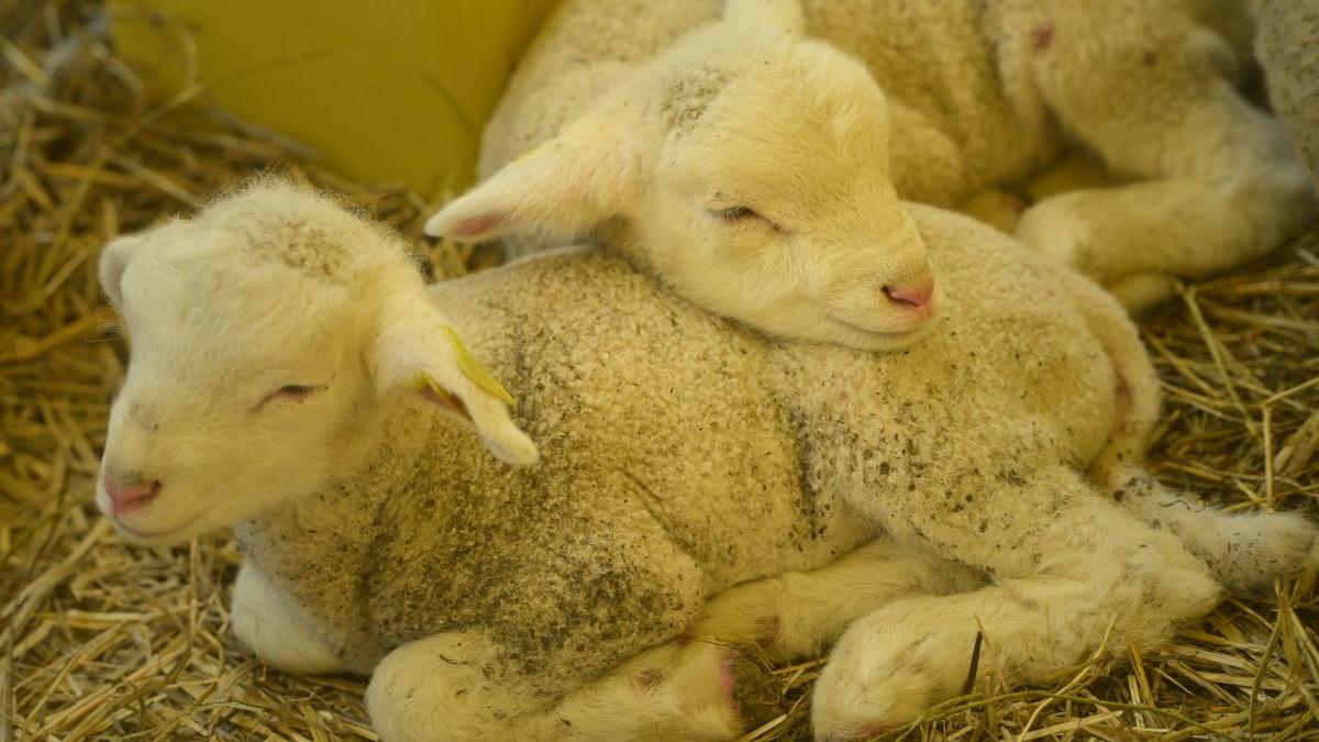 carne miel targuri profil tara