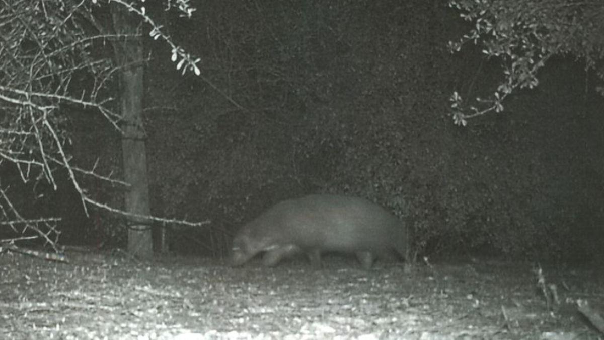 creatura parc bentsen texas