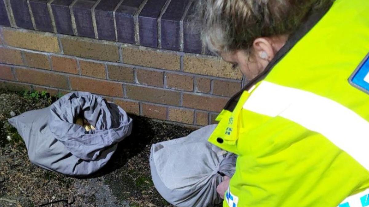 o femeie a sunat la politie dupa ce a gasit pe marginea unui drum mai multe fete de perna cu pitoni