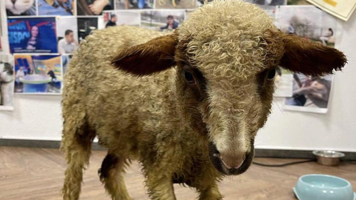 consiliul judetean ilfov cauta familie mielul patrick