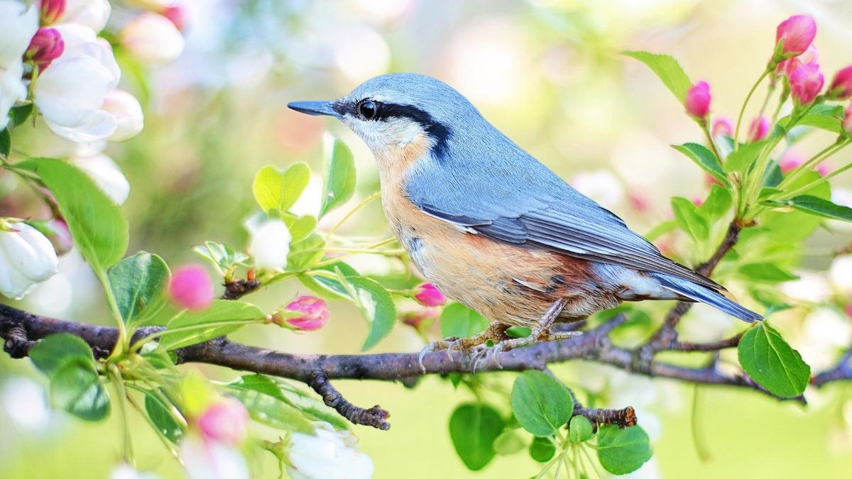 anm prognoza meteo vremea de paste vremea in romania temperaturi noaptea de inviere