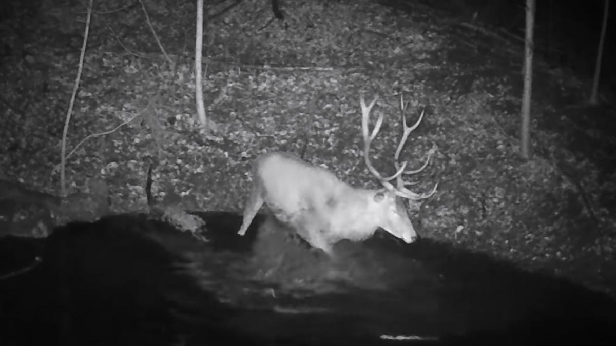 balta piscina animale salbatice parc piatra craiului