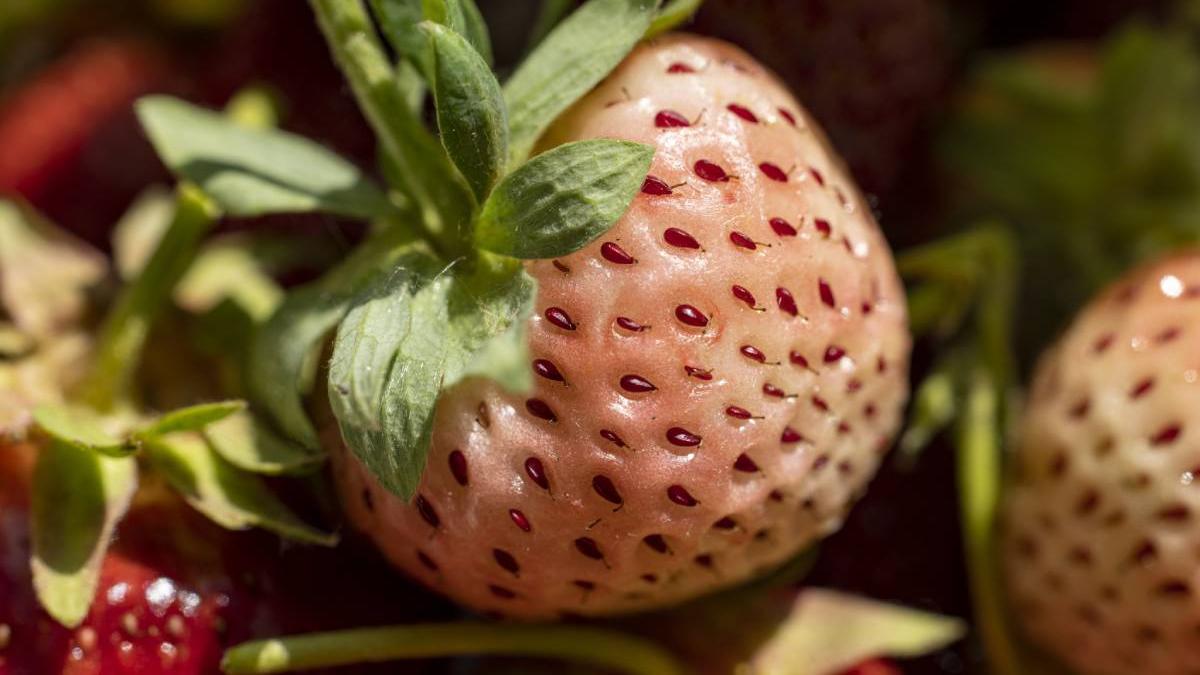 capsuna ananas gust pret beneficii